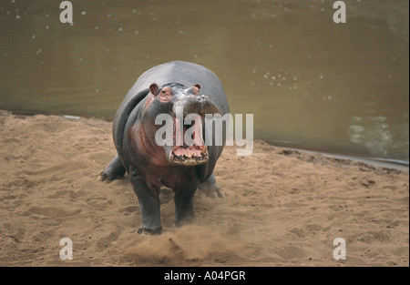 Hippopotame en colère sur les rives de la rivière Mara dans le Masai Mara National Reserve Kenya Afrique de l'Est Banque D'Images