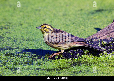 Yellowhammer Emberiza citrinella sur log in étang entouré de mauvaises herbes canard witth potable à potton alerte bedfordshire Banque D'Images