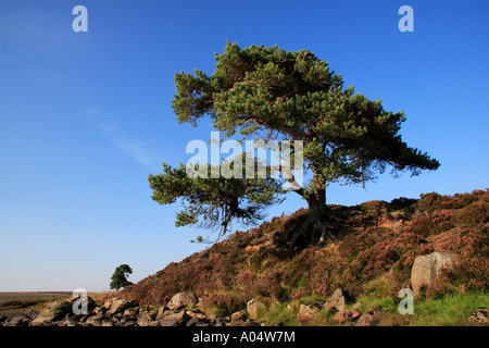 Pine Tree on hillside Beauly Écosse Invernesshire Banque D'Images