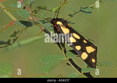 Cream-spot Tiger (Arctia villica) sur des feuilles de rose Banque D'Images