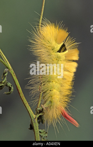 Tussock pâle, les feux arrière (Dasychira pudibunda Calliteara pudibunda caterpillar), Banque D'Images