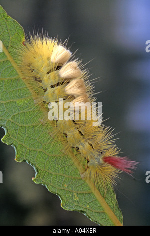 Tussock pâle, rouge-queue (Dasychira pudibunda, Calliteara pudibunda), Caterpillar on leaf Banque D'Images