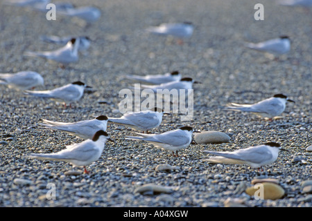 Sterne naine blanche striata) oiseaux posés sur la plage Banque D'Images