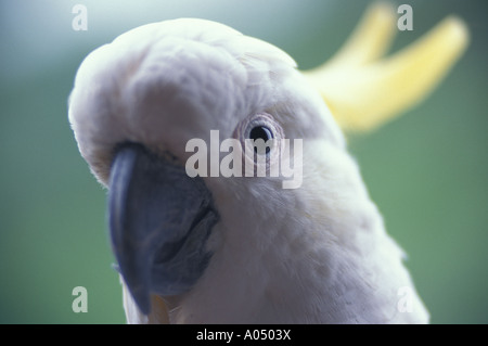 Cacatoès blanc australien Banque D'Images