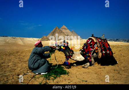 Propriétaire de chameau chameau dans son alimentation avant de les pyramides de Gizeh, près du Caire, Egypte Banque D'Images