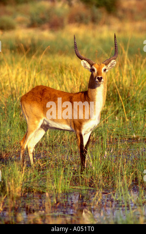 Cobes Lechwes rouges mâles permanent ram dans un marais de Moremi Botswana Banque D'Images