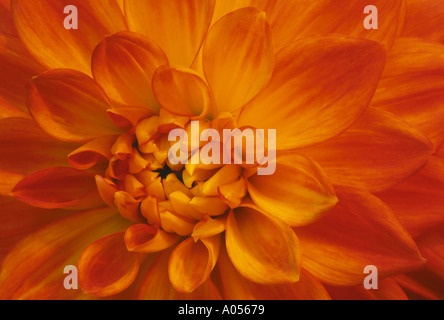 Belle et lumineuse orange Dahlia fleurs pétales libre, USA Banque D'Images