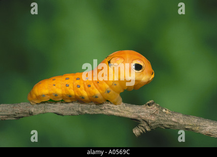 Tout pour le spectacle : Caterpillar de Papillon Spicebush apparaît plus dangereux à travers les yeux de faux-semblants et Midwest USA Banque D'Images