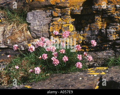 dh Armeria Maritima THRIFT UK Sea pinks Armeria maritima et orange lichen mer falaise Orkney roc rosier rockrose printemps fleurs ecosse flore Banque D'Images