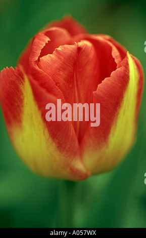 Tulipa 'Polka' Page Banque D'Images