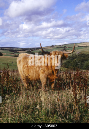 dh Highland vache COW UK Highland vache sur une colline au-dessus de Dunbeath Caithness long cheveux cornes natif ecosse paysage Highlands icône écossaise race Banque D'Images