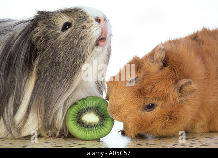 Les cochons de manger un kiwi vitamine c angora cochon Banque D'Images