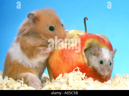 Souris de couleur et de hamster de Syrie sont de manger une pomme goldhamster Banque D'Images