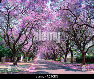 L'Afrique du Sud, Pretoria, jacarandas Banque D'Images