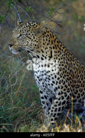 Leopard Kruger Game Reserve Afrique du Sud Banque D'Images