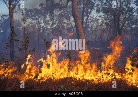 Un incendie allumé par les aborigènes à brûlé sous-bois sec comme la gestion des terres dans le Territoire du Nord Australie Arnhemland Banque D'Images