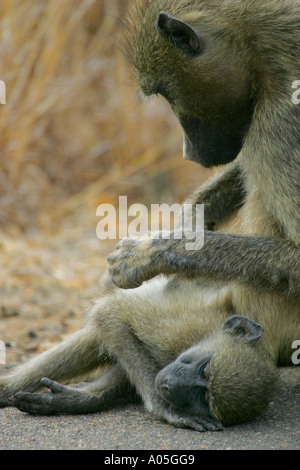 Des babouins Chacma toilettage, Kruger Park, Afrique du Sud. Papio ursinus Banque D'Images