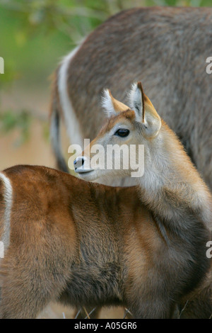 Commune de bébé waterbuck, Kruger Park, Afrique du Sud. Kobus ellipsiprymnus Banque D'Images