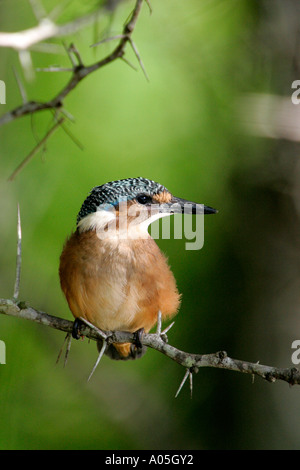 Les jeunes martin-pêcheur huppé, Kruger Park, Afrique du Sud. Alcedo cristata Banque D'Images