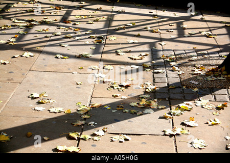 Les feuilles d'automne et les ombres sur le pavé Banque D'Images