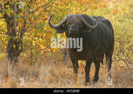 Buffle dans le veld Mopani, Kruger Park, Afrique du Sud Banque D'Images