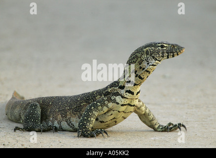 Moniteur du Nil, l'eau leguaan. Varanus niloticus. Kruger Park, Afrique du Sud Banque D'Images