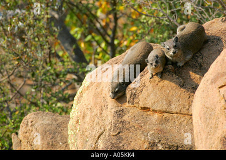 Rock Rock Hyrax dassie commune Procavia capensis, Afrique du Sud, Kruger National Park Banque D'Images
