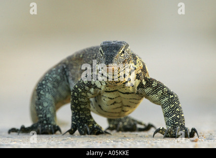 Moniteur du Nil, l'eau leguaan. Varanus niloticus. Kruger Park, Afrique du Sud Banque D'Images