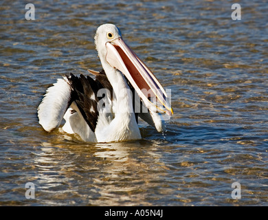 Pelican avec poissons Banque D'Images