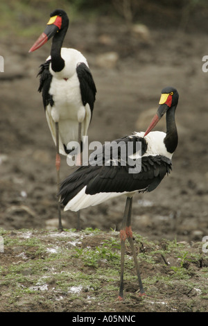 Bec de selle masculins et féminins des Cigognes, Afrique du Sud Banque D'Images