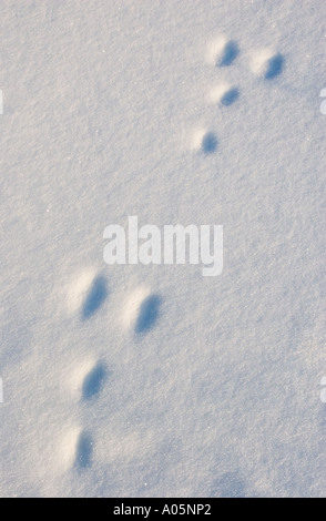 Ensemble d'anciennes pistes européennes de lièvre de montagne ( Lepus timidus ) sur la neige , Finlande Banque D'Images