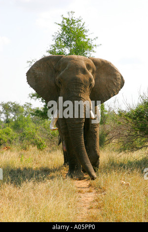 Marcher dans l'éléphant d'Afrique du Sud, la voie des animaux Banque D'Images