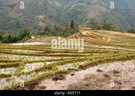 Nord-ouest du Vietnam Sapa Hill zone tribale Ban Ho Village inondé les rizières en terrasses de l'agriculture avant de labourer Banque D'Images
