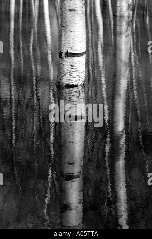 Troncs de bouleaux dans la forêt inondée Banque D'Images