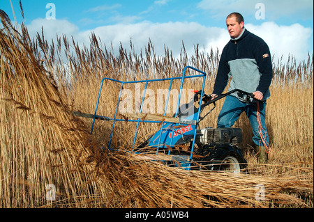 Sagneur en Norfolk, Angleterre Banque D'Images