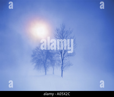 DE - La Bavière : Winterscene avec trois arbres dans la brume matinale Banque D'Images