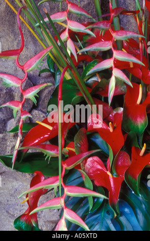 Heliconia et Anthurium Hawaii United States of America Banque D'Images