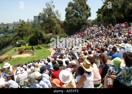 Le spectacle d'oiseaux au Zoo de Taronga Sydney NSW Australie Banque D'Images
