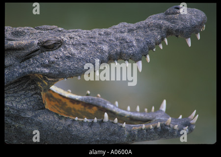 Zimbabwe Crocodile Banque D'Images