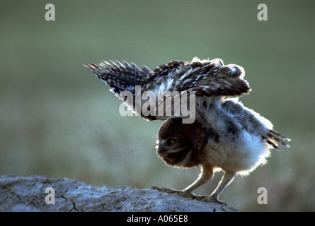 Chevêche des terriers chick Banque D'Images