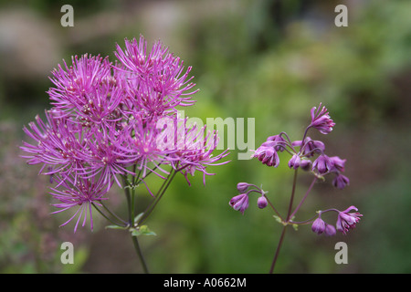 Rue des prés, Thalictrum Banque D'Images