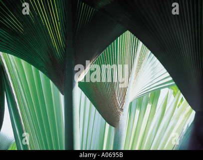 Toit de feuilles de palmier coco de mer Praslin Seychelles Banque D'Images