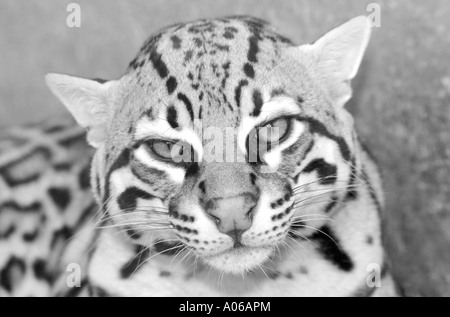 Image Monochrome d'une femelle adulte l'Ocelot (Leopardus pardalis) Banque D'Images