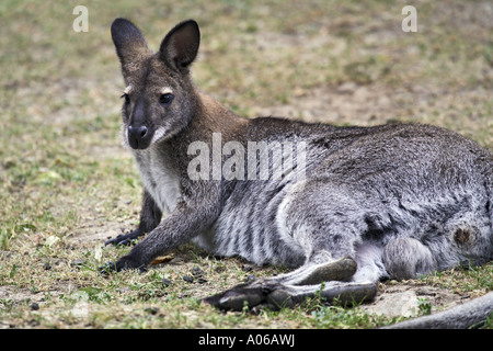 Wallaby à cou rouge Banque D'Images