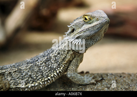 dragon barbu Banque D'Images