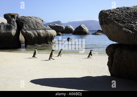 Pingouins jackass africaine on beach Banque D'Images