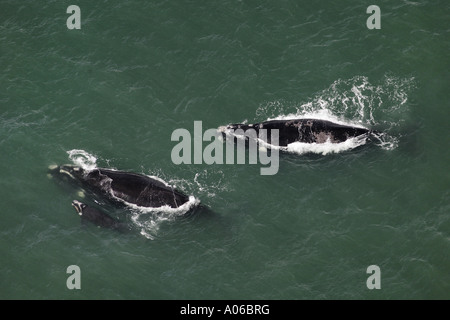 Vue aérienne de la baleine australe famille Banque D'Images