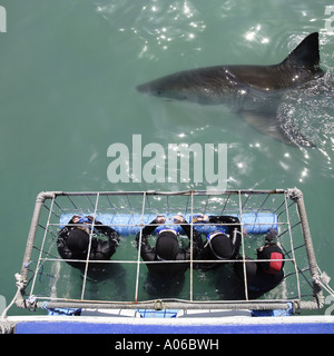 Un grand requin blanc piscine près d'une cage de plongée Banque D'Images