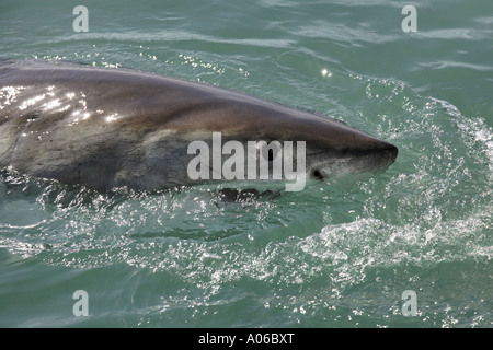 Grand requin blanc surface de rupture Banque D'Images