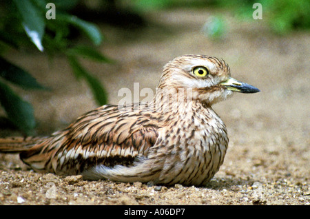 Oedicnème criard, Burhinus bistriatus, Burhinidae Banque D'Images